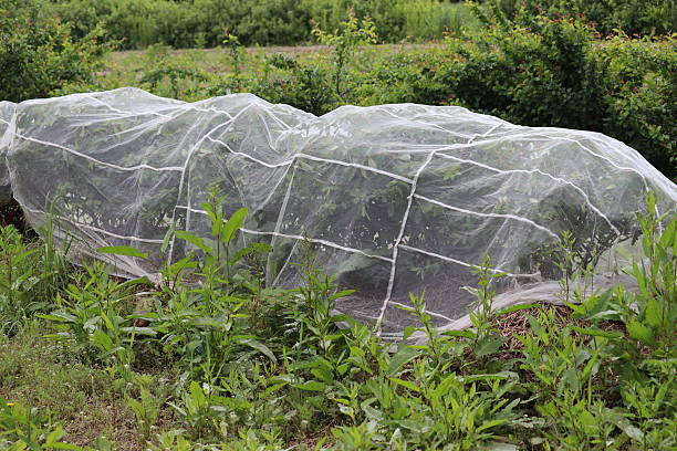 istock Protecting honeysuckle berries from being eaten by birds by covering plants with nets 2219968353