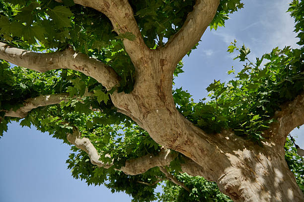 Branches of a serene tree stretch outwards with vibrant green foliage against a backdrop of a clear blue sky, evoking peacefulness and connection to nature.