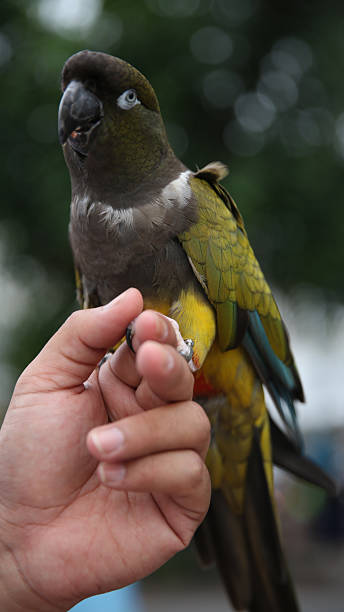 istock Hand holding a colorful senegal parrot 2219970118