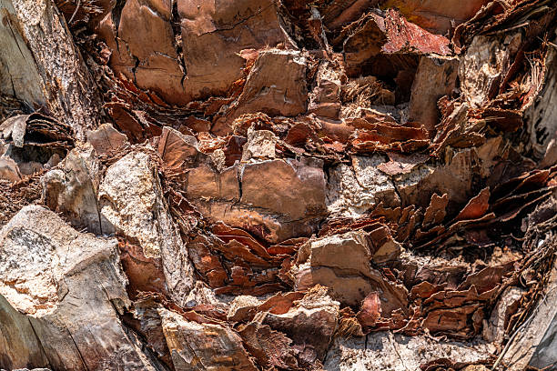 Close up detail of tropical dead tree trunk