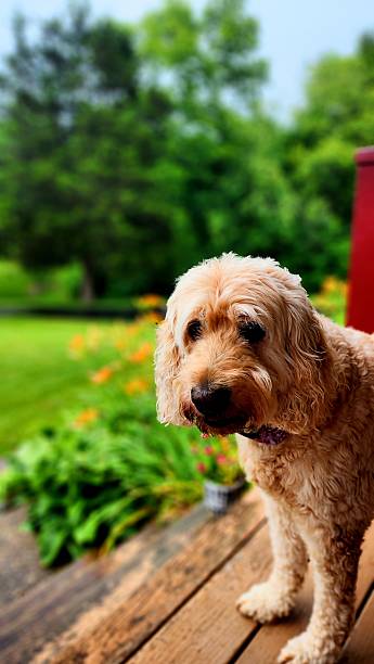 istock Goldendoodle and Horses 2219972532