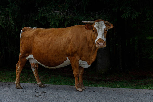 The image captures a serene brown cow standing on a road, with lush greenery and trees in the background. It embodies the peaceful atmosphere of rural life in nature.
