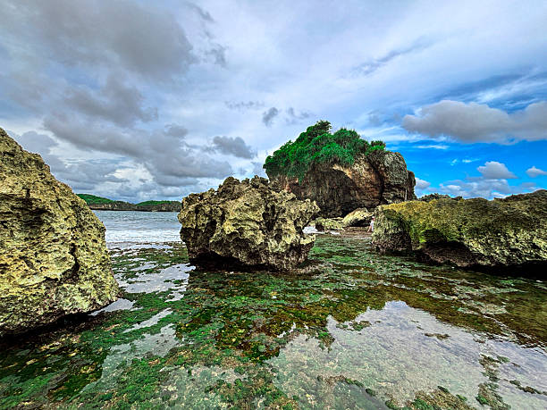 Low Angle View of Seaweed-Covered Rocks on Coastal Shoreline with Cloud Reflections