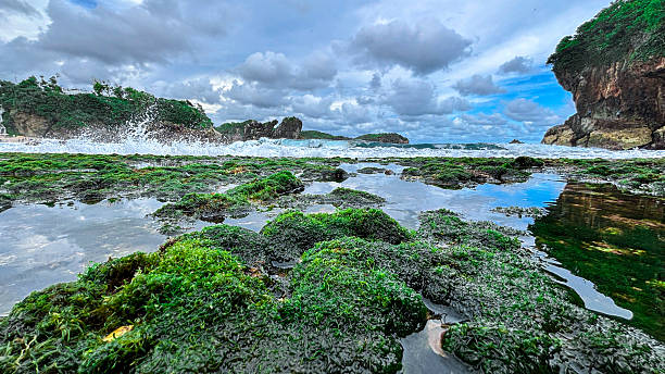 istock Low Angle View of Seaweed-Covered Rocks on Coastal Shoreline with Cloud Reflections 2219973980