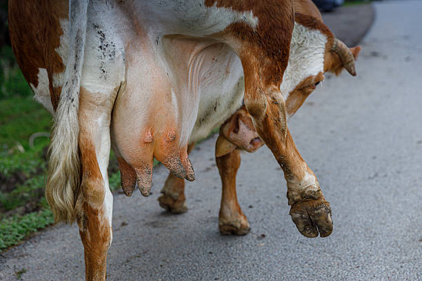 istock A Close-Up Image of a Cow's Udder in a Rural Setting, Showing Its Unique Features and Textures, Perfect for Understanding Farm Life and Animal Husbandry Practices. 2219975435