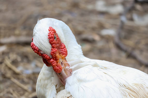 istock The white Duck is stay in nature garden 2219975520
