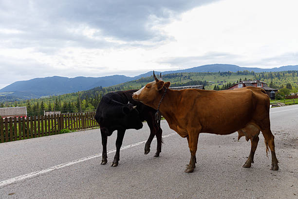 In this tranquil rural landscape, two cows share a moment on a quiet road, framed by lush mountains and quaint houses, evoking a sense of peaceful countryside charm.