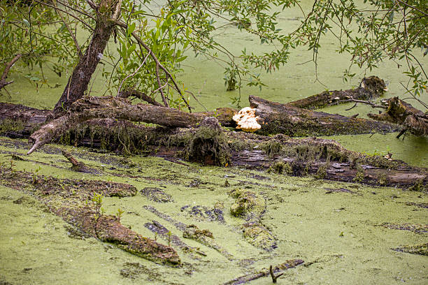 Closeup of an alligator resting on a log in the Louisiana Swamps, just south of New Orleans