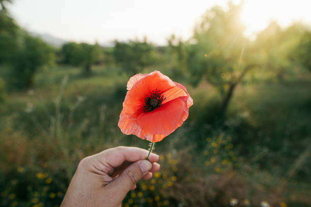 istock Holding a poppy flower 2219981540