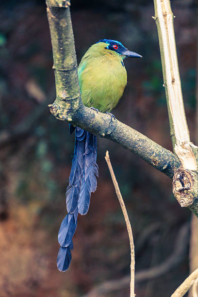 istock A vibrant Blue-crowned Motmoto perched quietly on a tree branch in a tropical forest. 2219981962