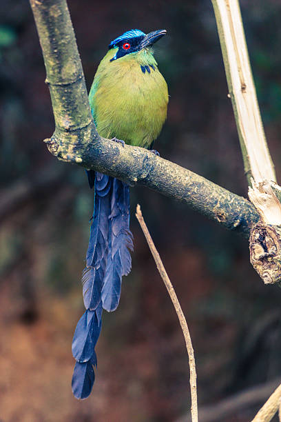 istock A vibrant Blue-crowned Motmoto perched quietly on a tree branch in a tropical forest. 2219981991