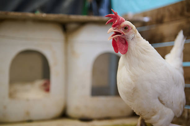 istock Close-up of a White Hen in a Farm Environment Next to Nesting Boxes 2219982327