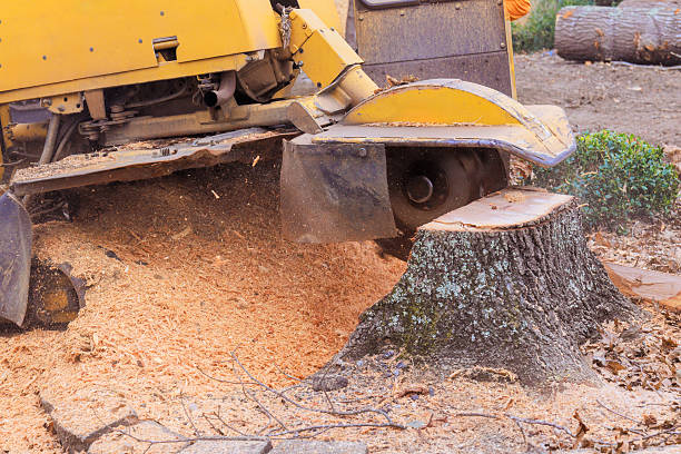 istock Tree stump grinding process in residential yard during works day 2219982514