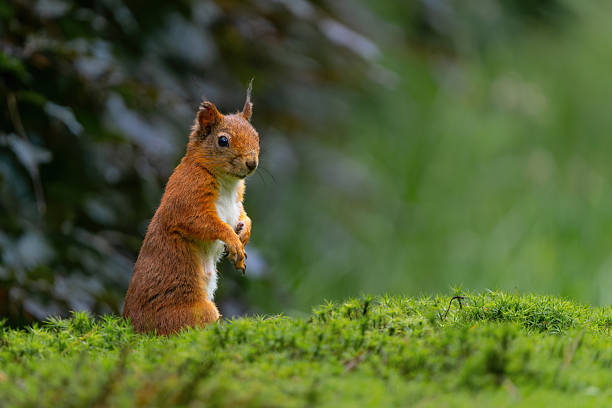 Eurasian red squirrel (Sciurus vulgaris) searching for food in the forest in the Netherlands.