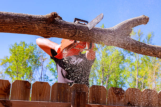 Man uses chainsaw to cut down large tree branch above wooden fence under clear blue skies.