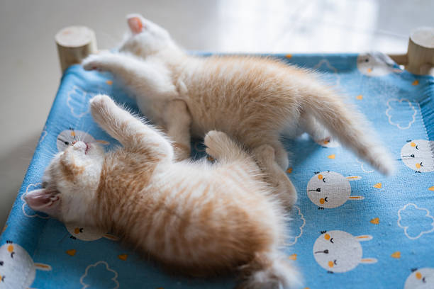 Half month old lovely Kitten playing on the bed with owner with happiness
