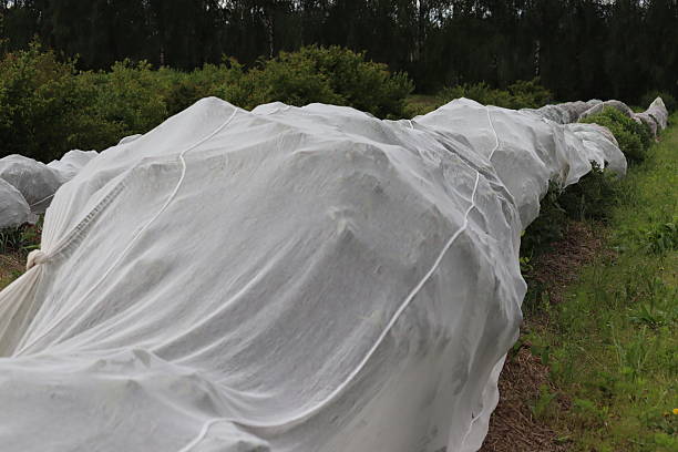 istock Protecting honeysuckle berries from being eaten by birds by covering plants with nets 2219984037