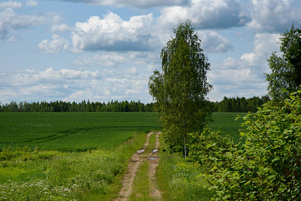 A dirt path runs through lush green farmland with a single tree in the middle, surrounded by fields and forest under a cloudy summer sky.