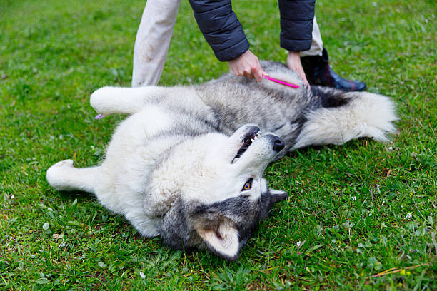 istock Person Grooming a Large, Fluffy Dog on a Lush Green Lawn, Emphasizing a Bonding Experience Between Human and Canine, Depicting Care and Affection 2219985181