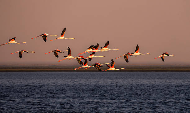 A graceful flock of flamingos soars low over the Walvis Bay Lagoon in Namibia, bathed in soft golden light. Their vivid plumage and synchronized flight create a striking display of color, motion, and natural beauty along the African coast.