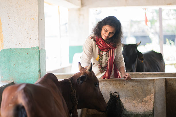 Inside a sheltered cow facility, a woman dressed in ethnic wear gently pats a cow, sharing a moment of trust and compassion. This image reflects the ethos of animal care and reverence central to many Indian rural and spiritual communities.