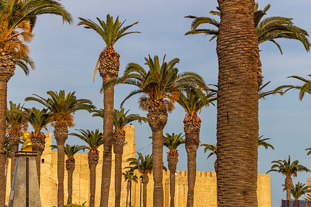 The image shows a grove of palm trees against a light blue sky in Monastir - Tunisia - Africa