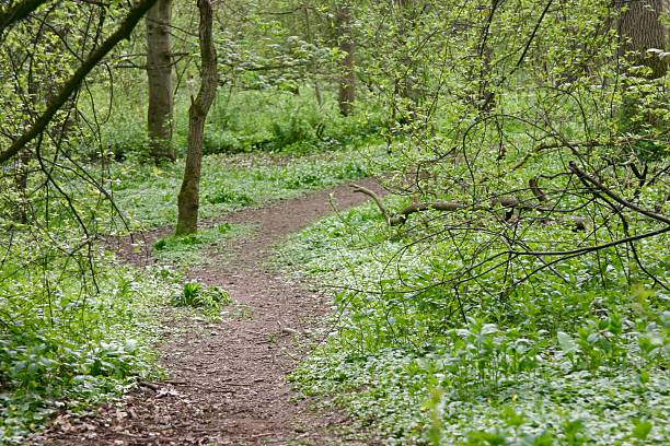 Countryside walk in the woods