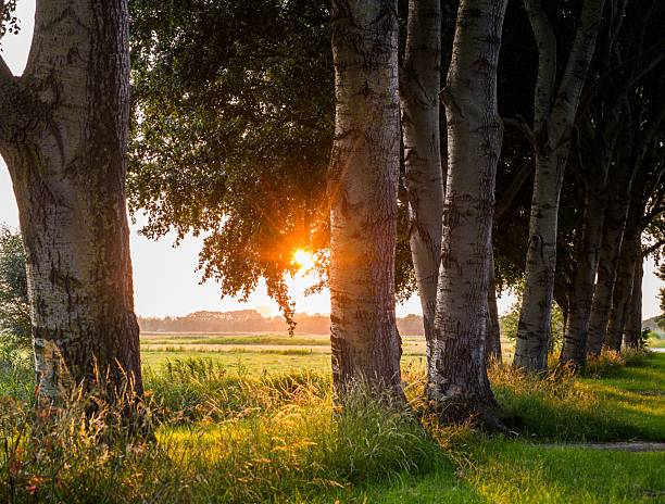 Evening sunlight shining through a row of birch trees on the edge of a rural meadow in summer. Natural landscape with warm light and tree shadows.