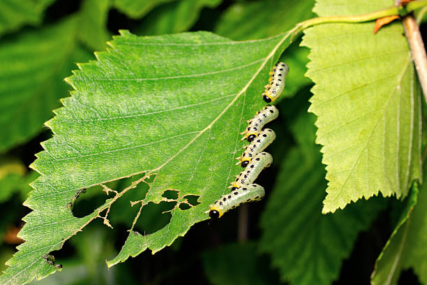 istock Many adult caterpillars eat the birch leaf. 2219989368