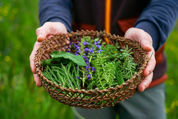 Hand carrying basket of fresh herbs, Veneto