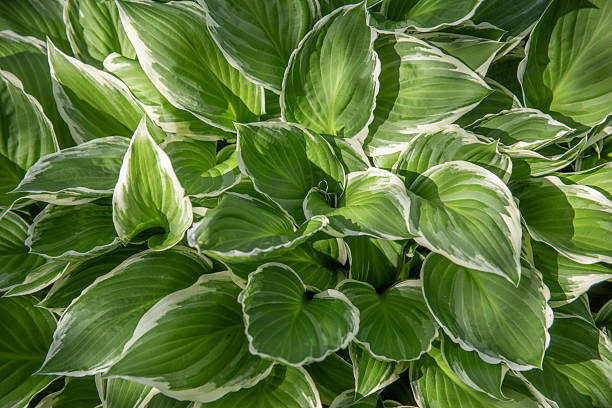 istock Variegated Hosta Leaves with White Edges in Sunlight 2219992671