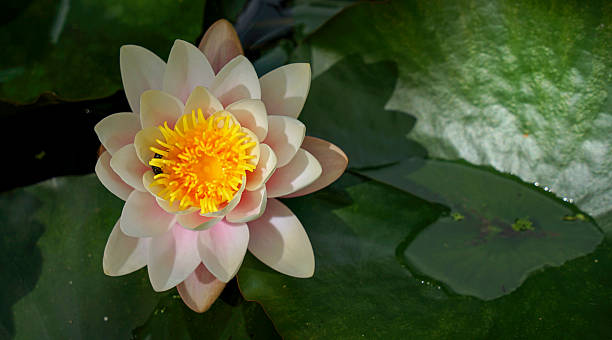 istock Lotus flower on pond 2219993095
