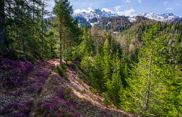 Wildflowers, forest and snowcapped mountains, Dolomites