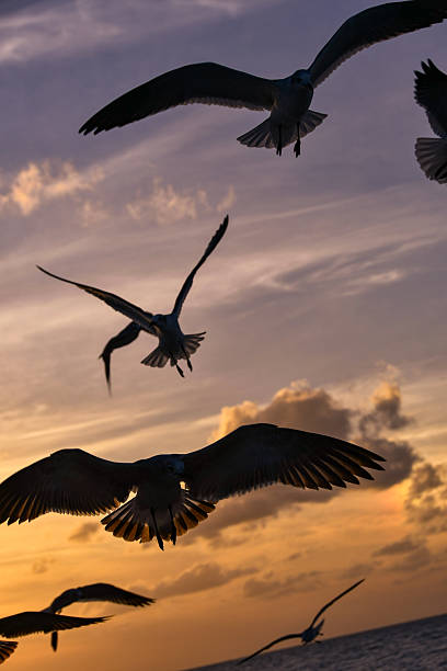 istock Seagulls in Silhouette Over a Fiery Ocean Sunset 2219997153