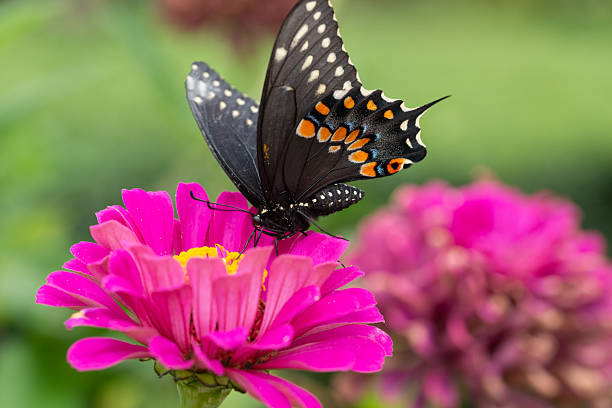 istock Black swallowtail butterfly in summer 2219997228