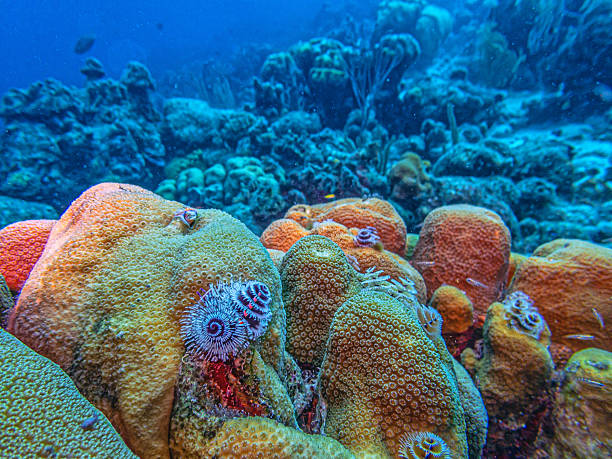 istock Caribbean coral garden, off Bonaire 2219997299