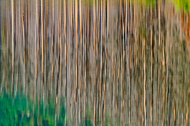 Reflections of wildfire scorched forest in Cameron Lake located in Waterton National Park Alberta Canada