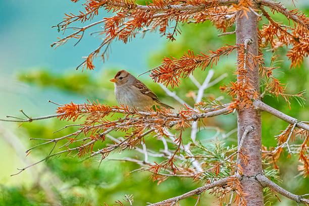 White-crowned sparrow song bird perched in Waterton National Park in Alberta