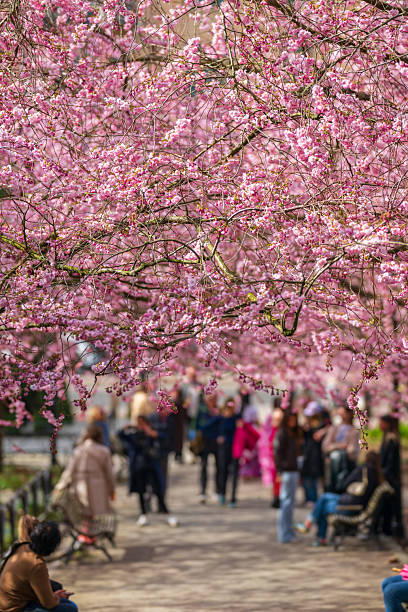 istock Cherry blossom park with people walking underneath pink flowers.. 2219999340