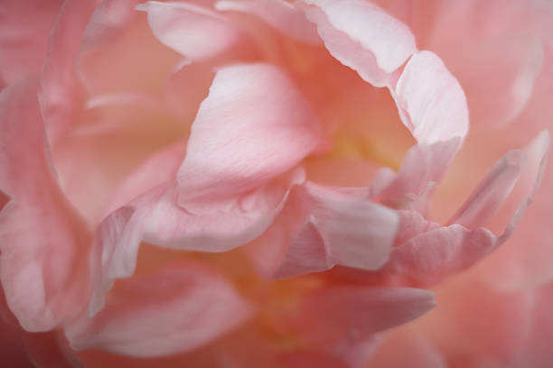 It captures intricate details of the flower's petal in varying shades of pink.