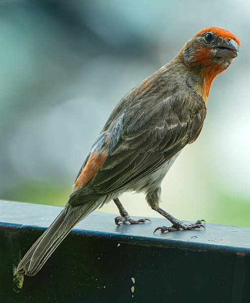 Close-up of a red-headed house finch