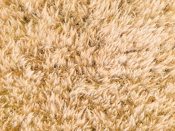 ripe wheat field in summer before harvest