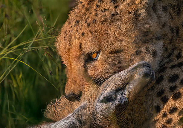 A close up of the face of a cheetah staring straight ahead.