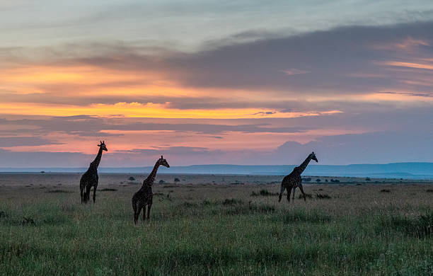 istock Giraffes Roaming Under a Painted Sky, Maasai Mara, Kenya 2220001008