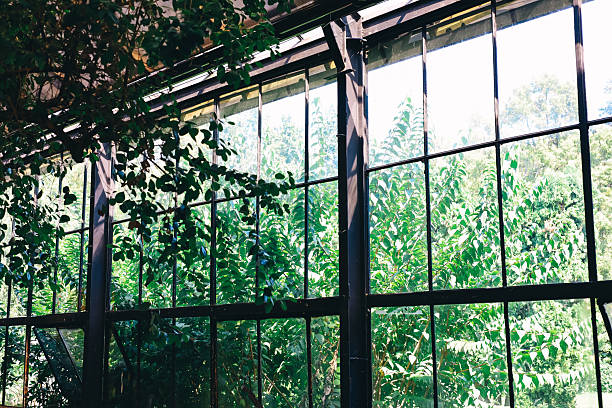 Sunlight streams through expansive windows illuminating lush green plants inside a building. The foliage adds a serene touch to the indoor space.