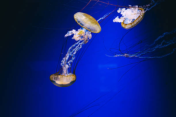 istock Jellyfish gliding gracefully through deep blue waters in an aquarium 2220001735
