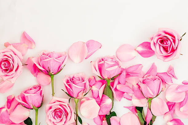 istock Pink roses arranged creatively with scattered petals on a white background for decoration 2220001823