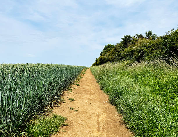 Dirt track around the boundary of a crop field in Somerset, part of the East Mendip Way in Somerset