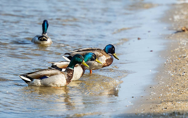 istock A beautiful duck is swimming in the river 2220003148
