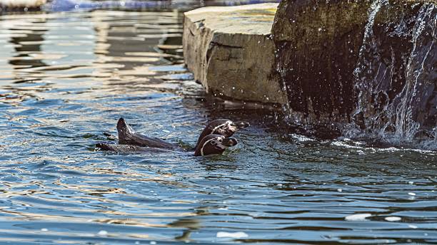 A penguin standing on a rock near a clear water pool in a zoo environment. The bright sunlight highlights the texture of the rock and the feathers of the penguin. Perfect for wildlife and zoo-themed projects.